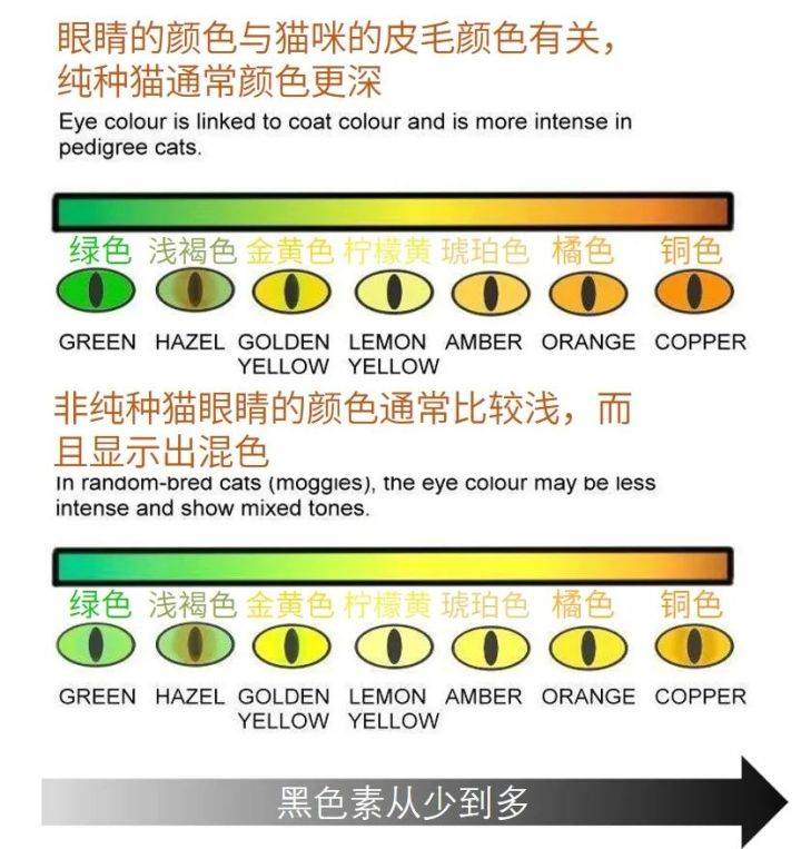 最新黃色網(wǎng)站,色情網(wǎng)站危害與應(yīng)對(duì)建議