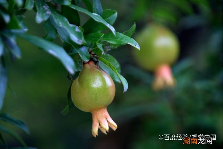 草榴最新地址,草榴最新地址，探索與發(fā)現(xiàn)