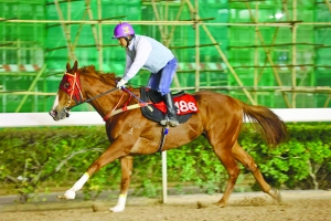 澳門今晚開特馬四不像圖,澳門今晚開特馬四不像圖，警惕背后的風險與犯罪問題