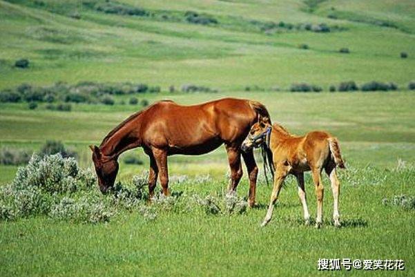 今晚澳門(mén)特馬開(kāi)什么今晚四不像,今晚澳門(mén)特馬揭曉，四不像的驚喜與挑戰(zhàn)