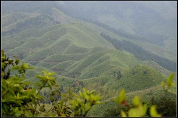 玳瑁山茶場最新招聘信息,玳瑁山茶場最新招聘信息概覽