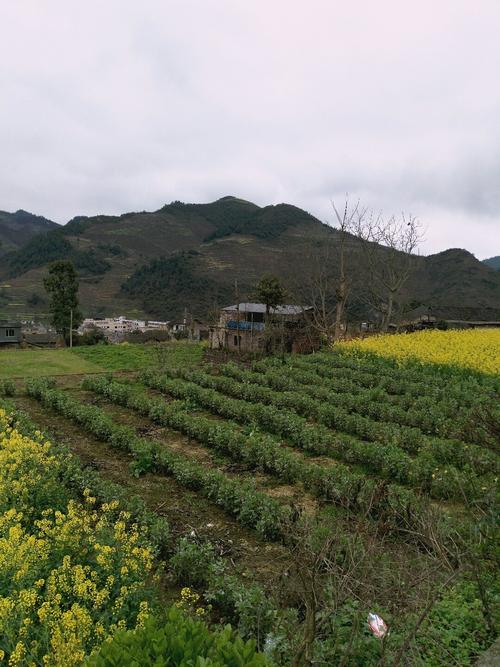 群峰村最新天氣預報,群峰村最新天氣預報